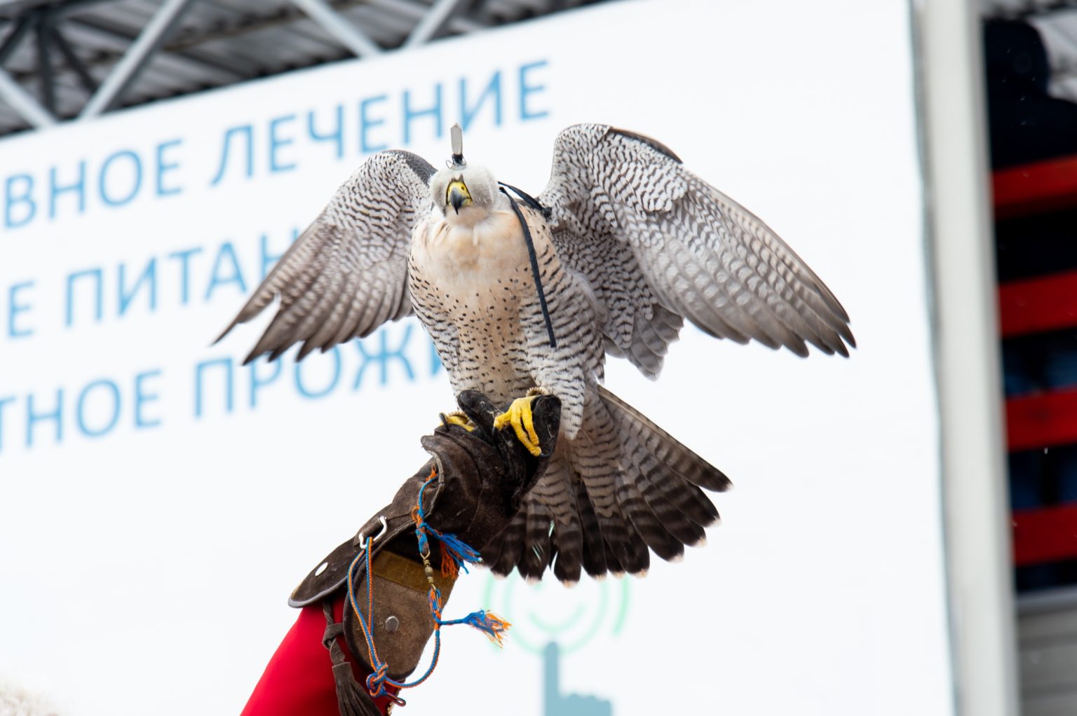 Центра реабилитации хищных птиц